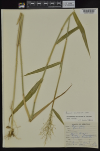 Dichanthelium scribnerianum image