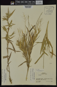 Dichanthelium scoparium image