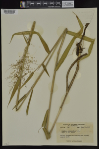 Dichanthelium scoparium image