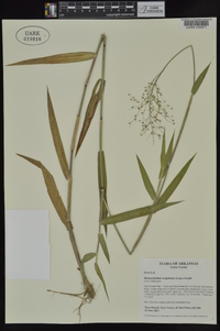 Dichanthelium scoparium image