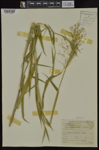 Dichanthelium scoparium image