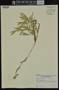 Dichanthelium scoparium image