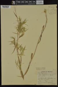 Dichanthelium scribnerianum image