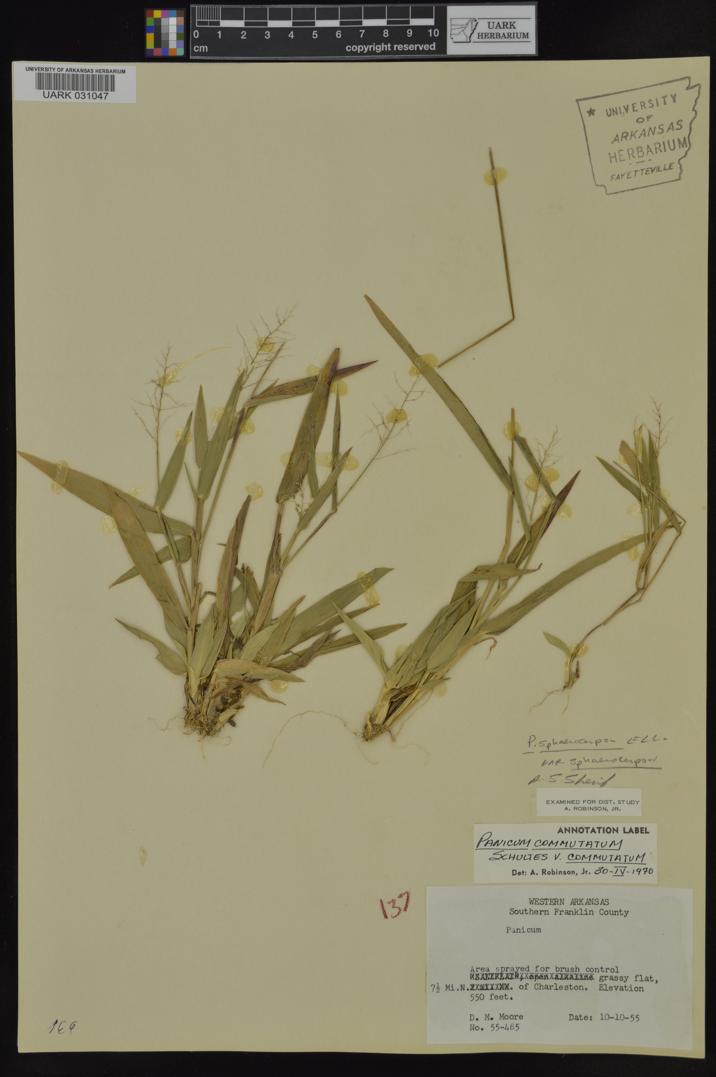 Dichanthelium sphaerocarpon image