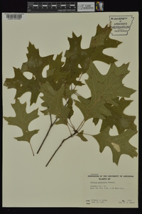 Quercus palustris image