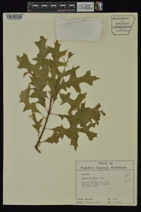 Quercus palustris image