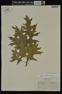 Quercus palustris image