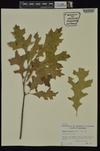 Quercus palustris image