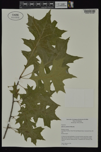 Quercus palustris image