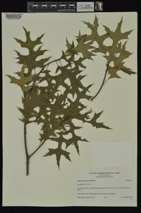 Quercus palustris image