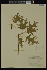 Quercus palustris image