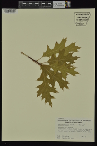 Quercus palustris image