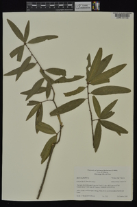 Quercus phellos image