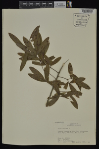 Quercus phellos image