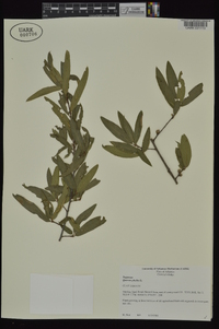 Quercus phellos image