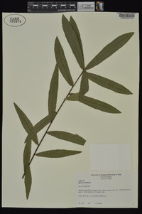 Quercus phellos image