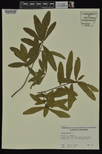 Quercus phellos image