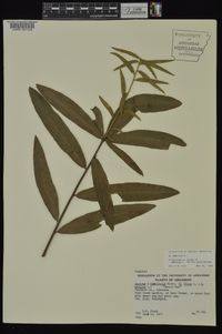 Quercus phellos image