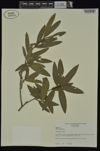 Quercus phellos image