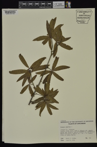 Quercus phellos image