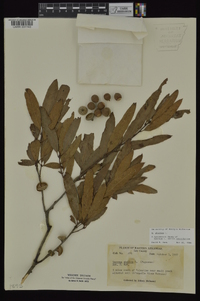 Quercus phellos image