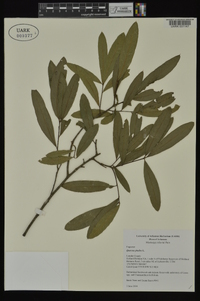 Quercus phellos image