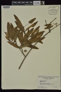 Quercus phellos image