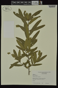 Quercus phellos image