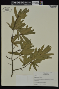 Quercus phellos image