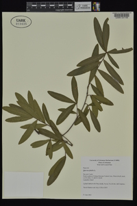 Quercus phellos image