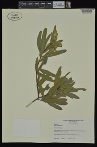 Quercus phellos image