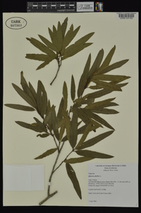 Quercus phellos image