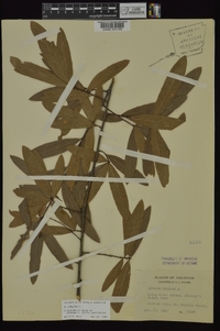 Quercus phellos image