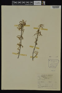 Quercus phellos image