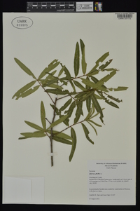 Quercus phellos image