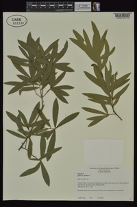 Quercus phellos image