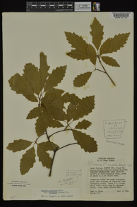 Quercus prinoides image