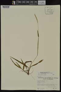 Paspalum setaceum var. ciliatifolium image