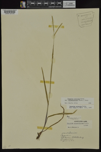 Paspalum setaceum var. ciliatifolium image