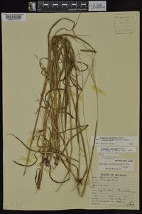 Paspalum setaceum var. ciliatifolium image