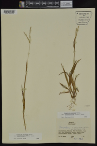 Paspalum setaceum var. ciliatifolium image