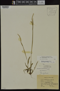 Paspalum setaceum var. muhlenbergii image