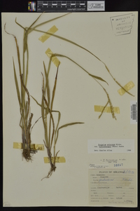 Paspalum setaceum var. muhlenbergii image