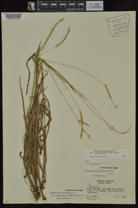 Paspalum setaceum var. muhlenbergii image