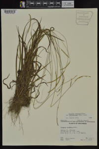 Paspalum setaceum var. muhlenbergii image