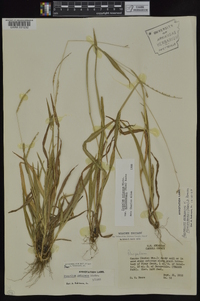 Paspalum setaceum var. muhlenbergii image