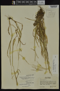 Paspalum setaceum var. muhlenbergii image