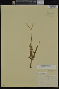 Paspalum setaceum var. muhlenbergii image