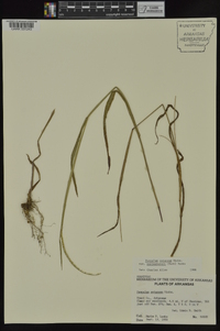 Paspalum setaceum var. muhlenbergii image