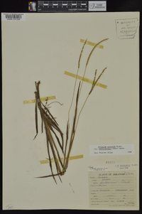 Paspalum setaceum var. muhlenbergii image